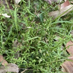 Galium leiocarpum at Long Beach, NSW - 13 Jan 2023