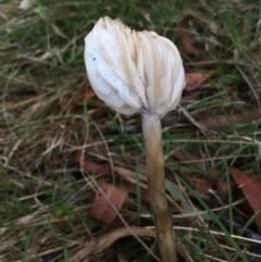 zz agaric (stem; gills white/cream) at Boro, NSW - 16 Apr 2023 by mcleana