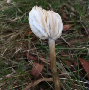 zz agaric (stem; gills white/cream) at Boro, NSW - 16 Apr 2023 12:30 PM