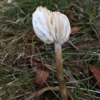 zz agaric (stem; gills white/cream) at Boro, NSW - 16 Apr 2023 by mcleana