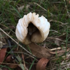 zz agaric (stem; gills white/cream) at Boro, NSW - 16 Apr 2023