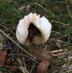 zz agaric (stem; gills white/cream) at Boro, NSW - 16 Apr 2023 12:30 PM