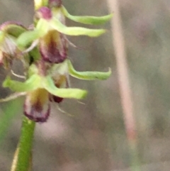 Corunastylis cornuta (Horned Midge Orchid) at Lower Boro, NSW - 16 Apr 2023 by mcleana