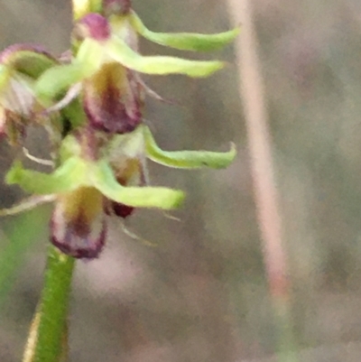 Corunastylis cornuta (Horned Midge Orchid) at Lower Boro, NSW - 16 Apr 2023 by mcleana