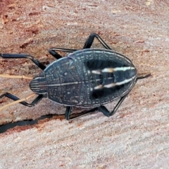 Unidentified Shield, Stink or Jewel Bug (Pentatomoidea) at Birdwood, SA - 16 Apr 2023 by trevorpreston