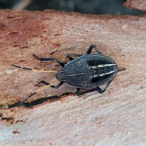 Poecilometis sp. (genus) at Birdwood, SA - 17 Apr 2023 08:30 AM