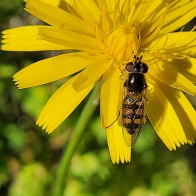 Syrphini (tribe) (Unidentified syrphine hover fly) at Hahndorf, SA - 17 Apr 2023 by trevorpreston