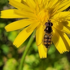 Unidentified Hover fly (Syrphidae) at Hahndorf, SA - 17 Apr 2023 by trevorpreston