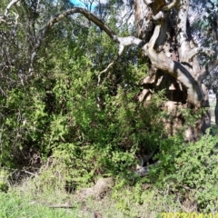 Lycium ferocissimum at Molonglo Valley, ACT - 14 Apr 2023