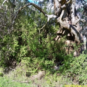 Lycium ferocissimum at Molonglo Valley, ACT - 14 Apr 2023