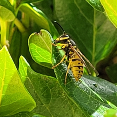 Vespula germanica (European Wasp, German Yellowjacket Wasp) at Hahndorf, SA - 17 Apr 2023 by trevorpreston