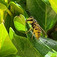Unidentified Social or paper-nest wasp (Vespidae, Polistinae or Vespinae) at Hahndorf, SA - 17 Apr 2023 by trevorpreston
