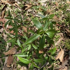 Myoporum acuminatum (Boobialla) at Long Beach, NSW - 13 Jan 2023 by natureguy