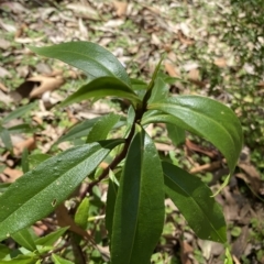 Myoporum acuminatum at Long Beach, NSW - 13 Jan 2023