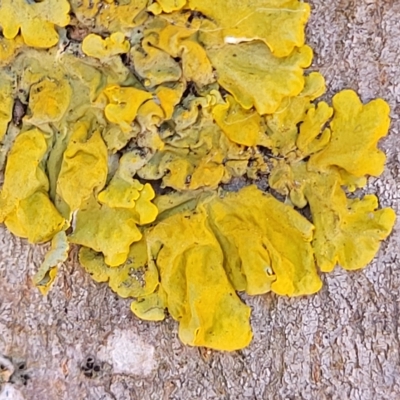 Xanthoria sp. at Hahndorf, SA - 17 Apr 2023 by trevorpreston