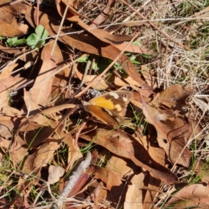 Heteronympha merope at Bungendore, NSW - 17 Apr 2023