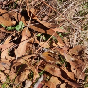 Heteronympha merope at Bungendore, NSW - 17 Apr 2023