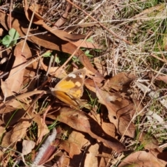 Heteronympha merope at Bungendore, NSW - 17 Apr 2023