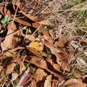 Heteronympha merope at Bungendore, NSW - 17 Apr 2023