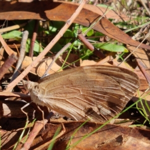 Heteronympha merope at Bungendore, NSW - 17 Apr 2023