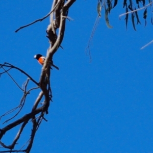 Petroica boodang at Bungendore, NSW - 17 Apr 2023