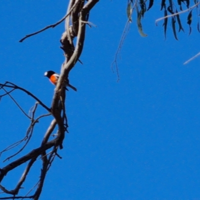 Petroica boodang (Scarlet Robin) at Bungendore, NSW - 17 Apr 2023 by clarehoneydove