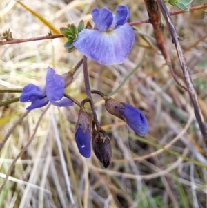 Glycine clandestina at Pearce, ACT - 17 Apr 2023