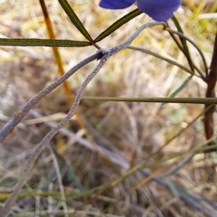 Glycine clandestina at Pearce, ACT - 17 Apr 2023 09:05 AM