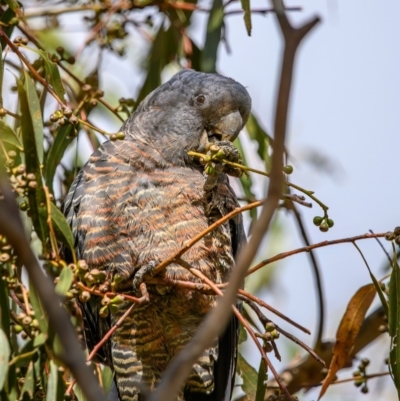 Callocephalon fimbriatum (Gang-gang Cockatoo) at Paddys River, ACT - 8 Apr 2023 by Ouzodog
