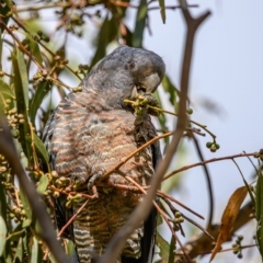 Callocephalon fimbriatum (Gang-gang Cockatoo) at Paddys River, ACT - 8 Apr 2023 by Ouzodog