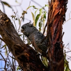 Callocephalon fimbriatum at Paddys River, ACT - suppressed