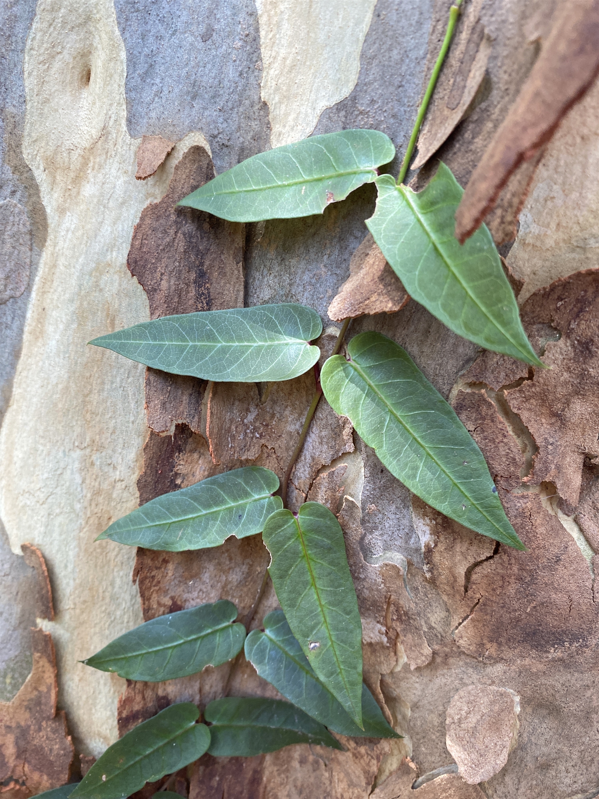 Parsonsia straminea at Long Beach, NSW - 13 Jan 2023 03:50 PM