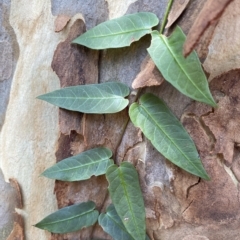 Parsonsia straminea (Common Silkpod) at Cullendulla Creek Nature Reserve - 13 Jan 2023 by natureguy