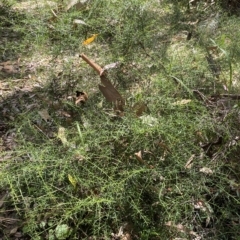 Daviesia ulicifolia at Long Beach, NSW - 13 Jan 2023