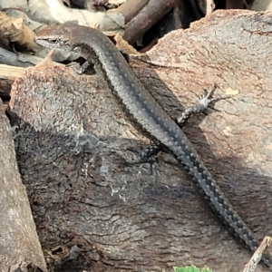 Lampropholis guichenoti at Birdwood, SA - 17 Apr 2023 03:20 PM