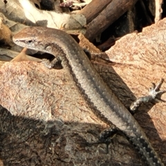 Lampropholis guichenoti at Birdwood, SA - 17 Apr 2023 03:20 PM