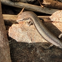 Lampropholis guichenoti at Birdwood, SA - 17 Apr 2023 03:20 PM