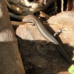 Lampropholis guichenoti at Birdwood, SA - 17 Apr 2023 03:20 PM
