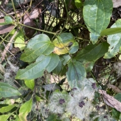 Clematis glycinoides (Headache Vine) at Long Beach, NSW - 13 Jan 2023 by natureguy