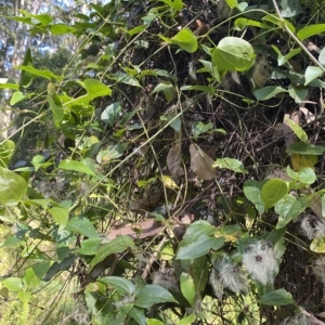 Clematis glycinoides at Long Beach, NSW - 13 Jan 2023 04:26 PM