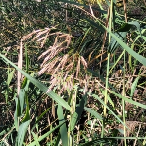 Phragmites australis at Birdwood, SA - 17 Apr 2023