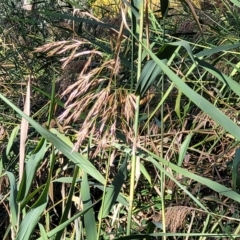 Phragmites australis at Birdwood, SA - 17 Apr 2023 03:22 PM