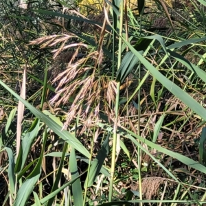 Phragmites australis at Birdwood, SA - 17 Apr 2023