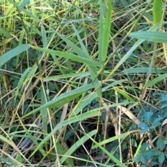 Phragmites australis at Birdwood, SA - 17 Apr 2023 03:22 PM