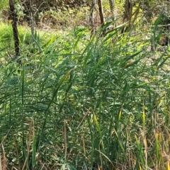 Phragmites australis at Birdwood, SA - 17 Apr 2023 03:22 PM