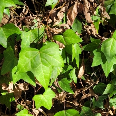 Hedera sp. (helix or hibernica) (Ivy) at Birdwood, SA - 17 Apr 2023 by trevorpreston
