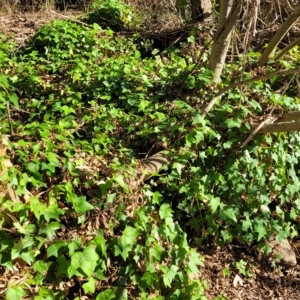 Hedera sp. (helix or hibernica) at Birdwood, SA - 17 Apr 2023 03:23 PM