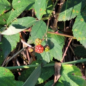 Rubus anglocandicans (Blackberry) at Birdwood, SA by trevorpreston