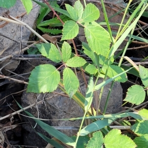 Rubus anglocandicans at Birdwood, SA - 17 Apr 2023