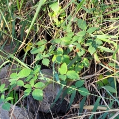 Rubus anglocandicans at Birdwood, SA - 17 Apr 2023